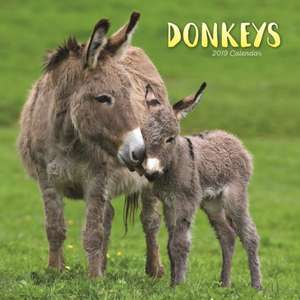 DONKEYS W 2019