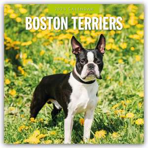 Boston Terriers - Boston Terrier 2025 - 16-Monatskalender de Robin Red