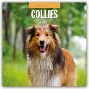 Collies - Collie 2025 - 16-Monatskalender de Robin Red