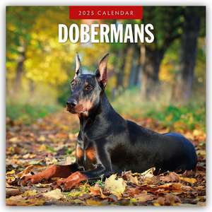 Dobermans 2025 Square Wall Calendar de Red Robin