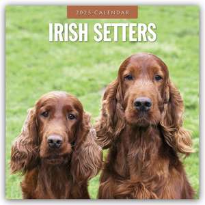 Irish Setters - Irischer Setter 2025 - 16-Monatskalender de Robin Red