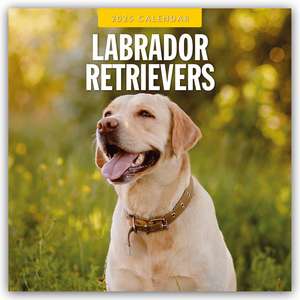 Labrador Retrievers/Labrador Retriever 2025 - 16-Monatskal.