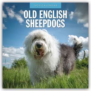 Old English Sheepdogs - Bobtail 2025 - 16-Monatskalender de Robin Red