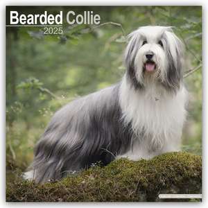 Bearded Collie 2025 - 16-Monatskalender de Avonside Publishing Ltd.