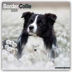 Avonside Publishing Ltd: Border Collie 2025 - 16-Monatskalen