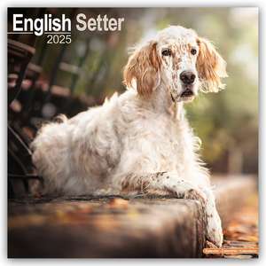 English Setter - Englisch Setter 2025 - 16-Monatskalender de Avonside Publishing Ltd