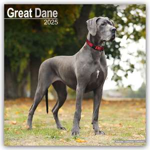 Great Dane - Dänische Dogge 2025 - 16-Monatskalender de Avonside Publishing Ltd