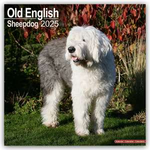 Old English Sheepdog - Bobtails 2025 - 16-Monatskalender de Avonside Publishing Ltd