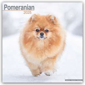 Pomeranians - Zwergspitz - Pomeranian Zwergspitz 2025 - 16-Monatskalender de Avonside Publishing Ltd