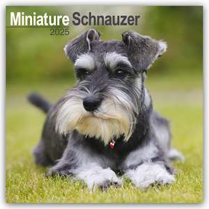 Miniature Schnauzer - Zwergschnauzer 2025 - 16-Monatskalender de Avonside Publishing Ltd