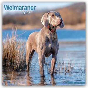 Weimaraner - Weimaraner 2025 - 16-Monatskalender de Avonside Publishing Ltd