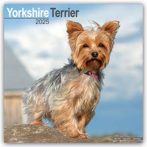 Yorkshire Terrier - Yorkshire Terrier 2025 16-Monatskalender de Avonside Publishing Ltd