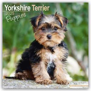 Avonside Publishing Ltd.: Yorkshire Terrier Puppies - Yorksh