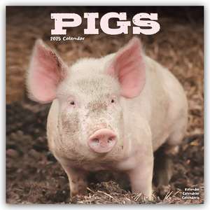 Avonside Publishing Ltd: Pigs - Schweine 2025 - 16-Monatskal