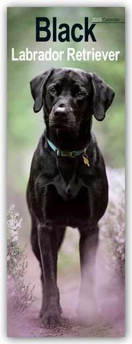 Black Labrador Retriever - Schwarze Labrador Retriever 2025 de Avonside Publisher Ltd