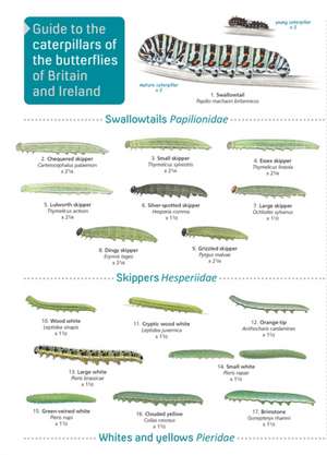 CATERPILLARS 2ND EDITION de John Bebbington