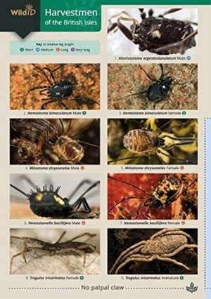 Harvestmen of the British Isles de Paul Richards