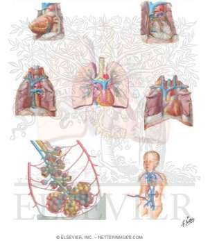 Cardiopulmonary Circulation Chart de Frank H. Netter