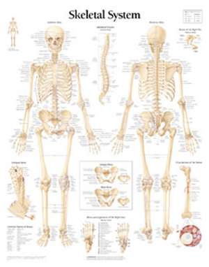 The Skeletal System Chart: Laminated Wall Chart de Scientific Publishing