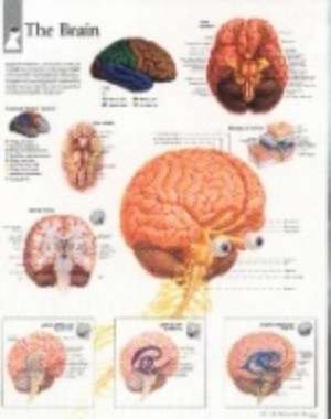 Brain Paper Poster de Scientific Publishing