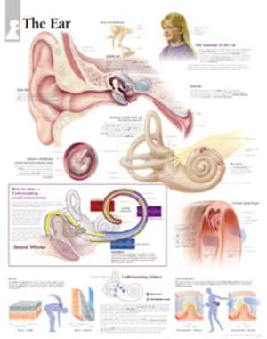 Ear Paper Poster de Scientific Publishing