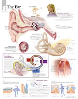 The Ear Chart: Wall Chart de Scientific Publishing