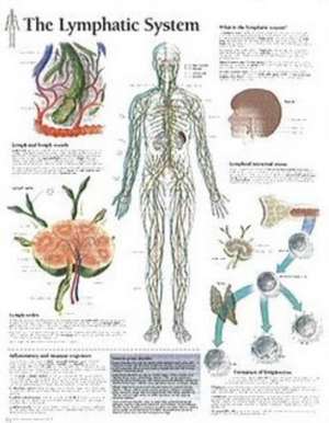 The Lymphatic System Chart: Laminated Wall Chart de various