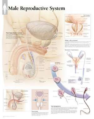 Male Reproductive System Chart: Wall Chart de Scientific Publishing