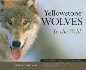 Yellowstone Wolves in the Wild de James C. Halfpenny