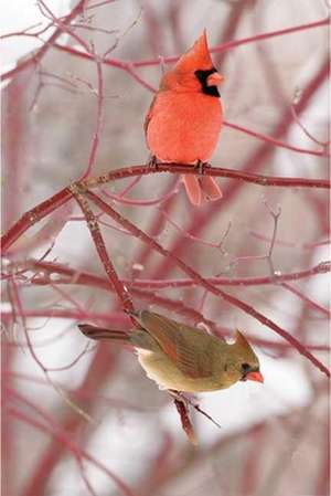 Cardinal Blank Journal de Stan Tekiela