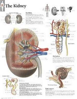 The Kidney Chart: Laminated Wall Chart de various