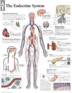 Endocrine System Paper Poster de Scientific Publishing