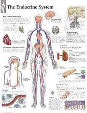 The Endocrine System Chart: Wall Chart de Scientific Publishing