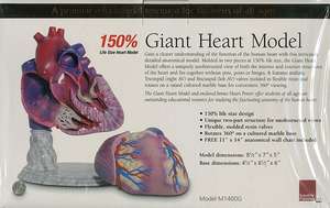 Giant Heart Model de various