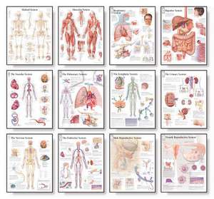 The Body Systems Chart Set: Laminated Wall Chart de various