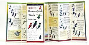 Sibley's Hummingbirds of North America de David Sibley