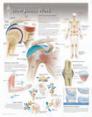 How Joints Work Laminated Poster de Scientific Publishing