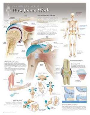 How Joints Work Wall Chart: 8101 de Scientific Publishing