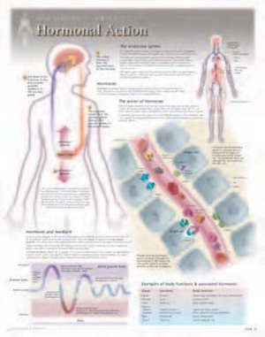 Hormonal Action Laminated Poster de Scientific Publishing