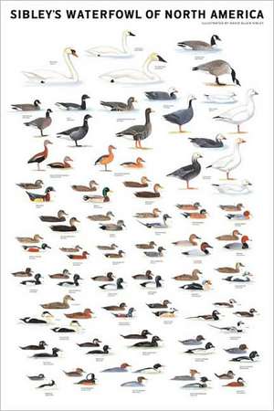 Sibley's Waterfowl of North America de David Allen Sibley