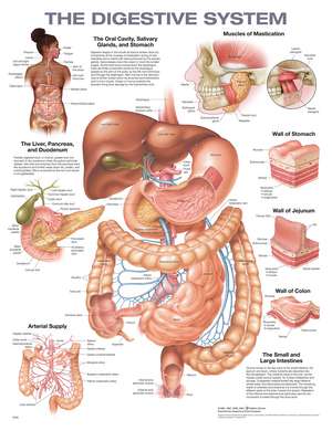 The Digestive System Anatomical Chart de Anatomical Chart Company