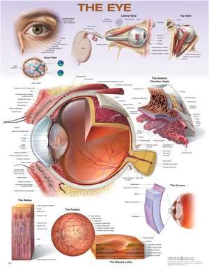 The Eye Anatomical Chart de Anatomical Chart Company