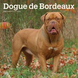 Dogue de Bordeaux - Bordeauxdoggen 2020 - 18-Monatskalender mit freier DogDays-App