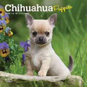 Chihuahua Puppies 2024 Mini 7x7 de Browntrout