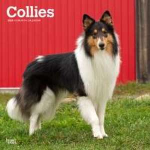 Collies 2025 12 X 24 Inch Monthly Square Wall Calendar Plastic-Free de Browntrout