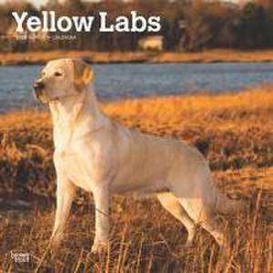 Yellow Labrador Retrievers 2025 12 X 24 Inch Monthly Square Wall Calendar Plastic-Free de Browntrout