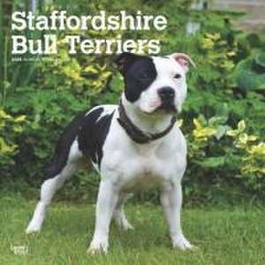 Staffordshire Bull Terriers 2025 12 X 24 Inch Monthly Square Wall Calendar Plastic-Free de Browntrout