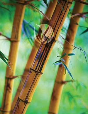 Bamboo Forest Grid Sketchbook de Services, N. D. Author