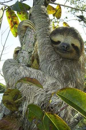 Pygmy Sloth Notebook de Wild Pages Press