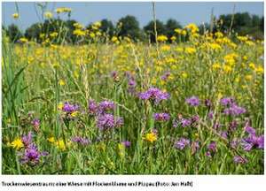 Die Wiese de Jan Haft